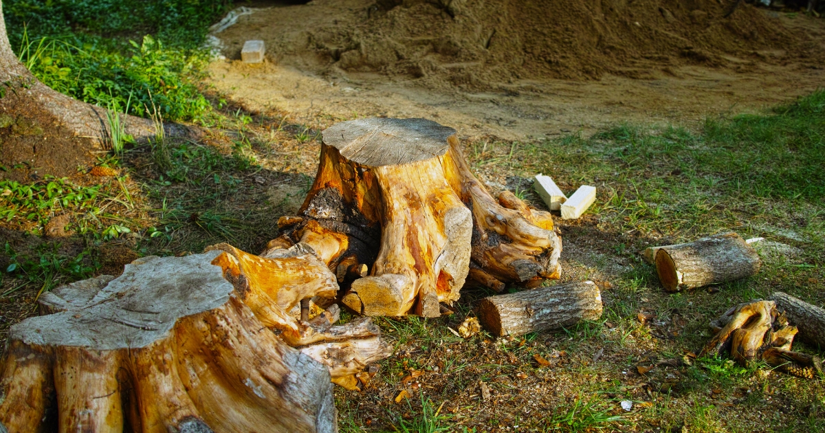 tree removal