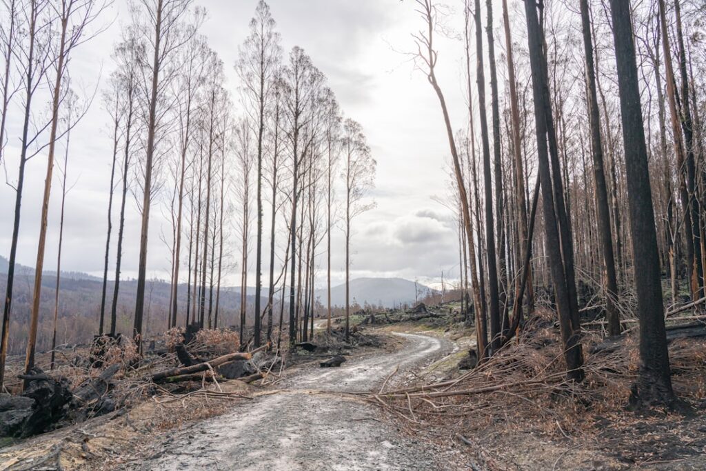 Photo Land Clearing
